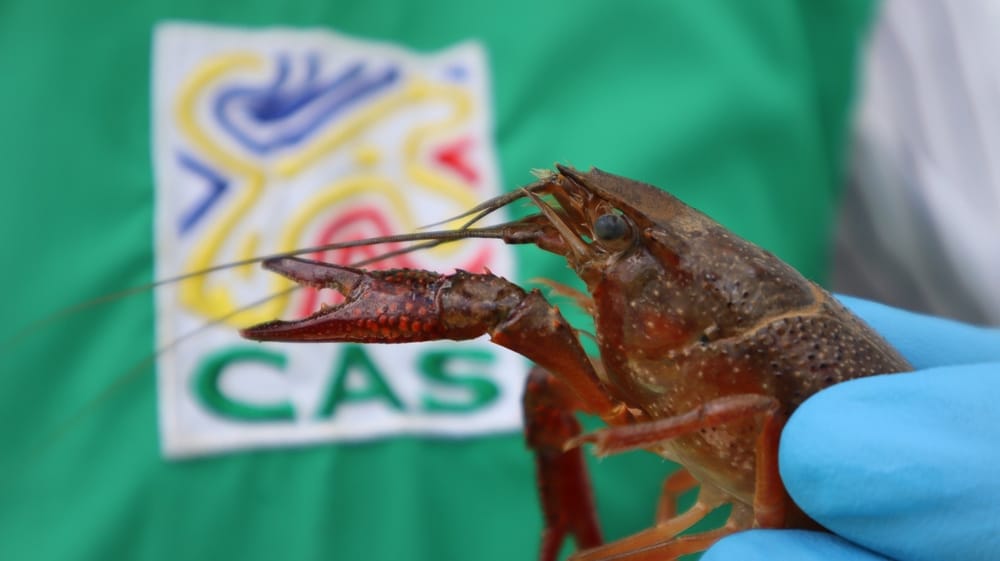 Langostino rojo amenaza ecosistemas de Santander imagen de la publicación