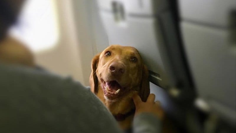 "No Somos Equipaje”: el proyecto de ley que busca protección para mascotas en viajes imagen de la publicación