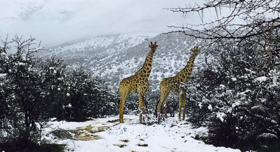 Nieve en África: El fenómeno que desafía la lógica imagen de la publicación