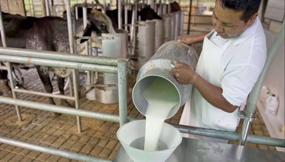 Productores de leche en Santander están al borde del colapso imagen de la publicación