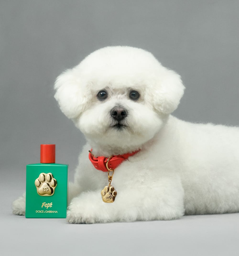 Un perfume para los caninos del hogar imagen de la publicación