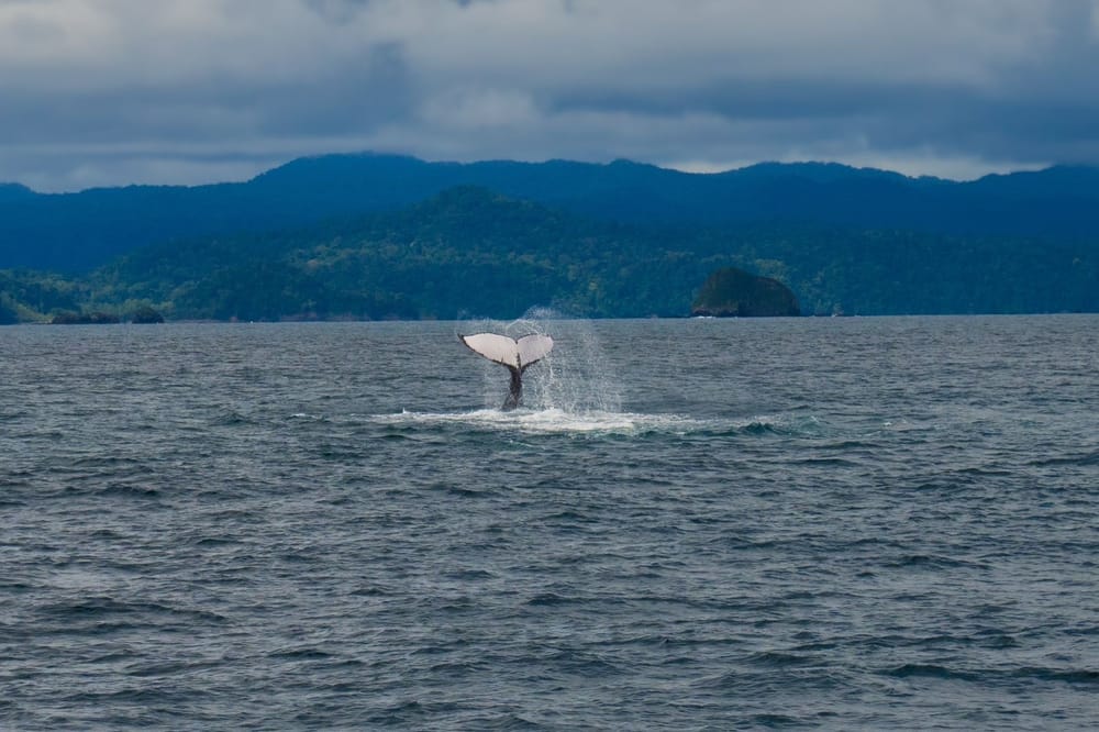 Bahía Solano: El paraíso oculto del Pacífico colombiano imagen de la publicación
