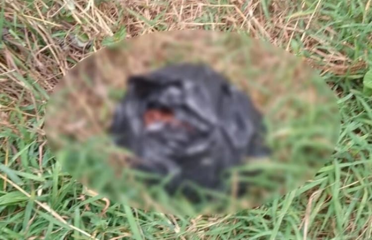 Macabro hallazgo de cabeza humana dentro de una bolsa imagen de la publicación