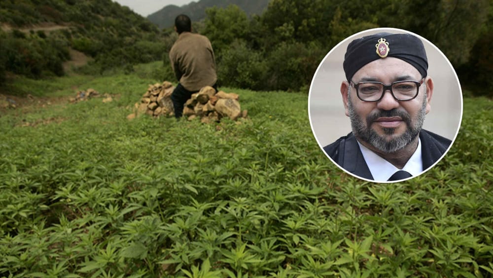 Indultan a miles de campesinos productores de cannabis imagen de la publicación