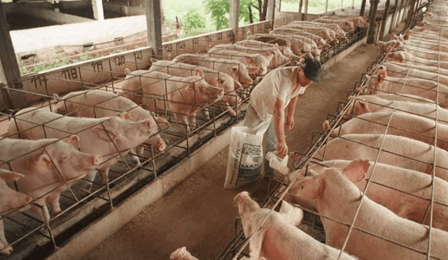 Porcicultores denunciaron millonario robo en Rionegro imagen de la publicación