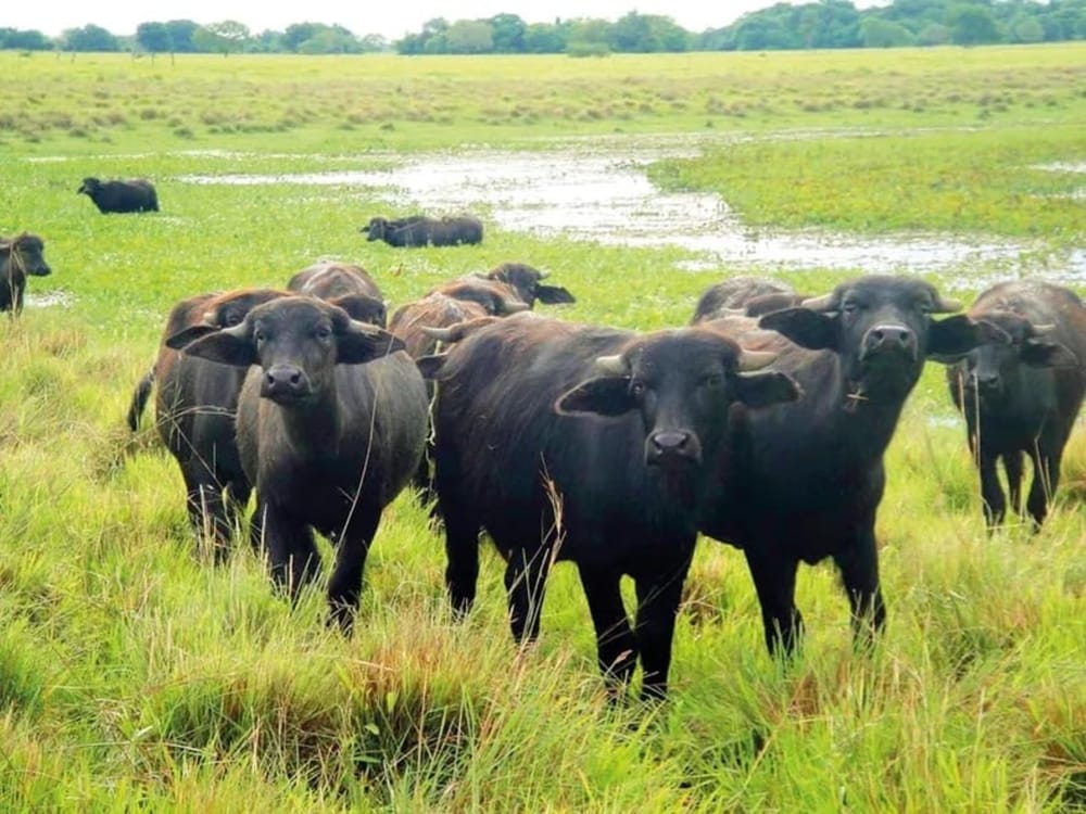 Simposio Internacional Bovino  y Bufalino en Bucaramanga imagen de la publicación