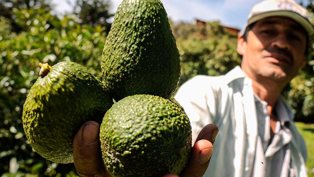 Aguacate Hass colombiano es apetecido en Estados Unidos imagen de la publicación