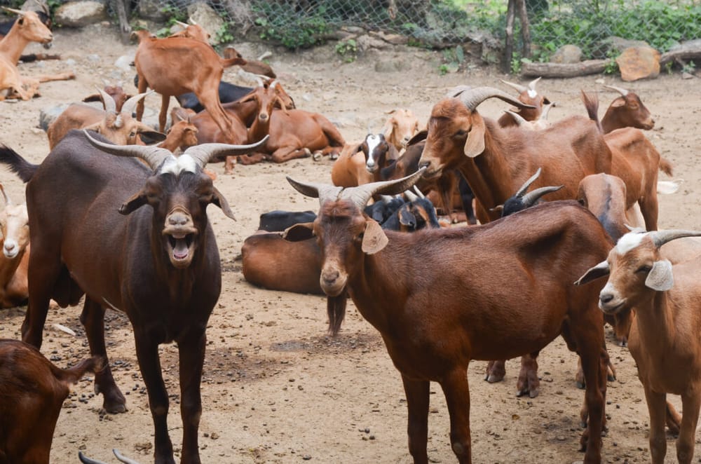UIS lidera esfuerzos para preservar la cabra criolla santandereana imagen de la publicación