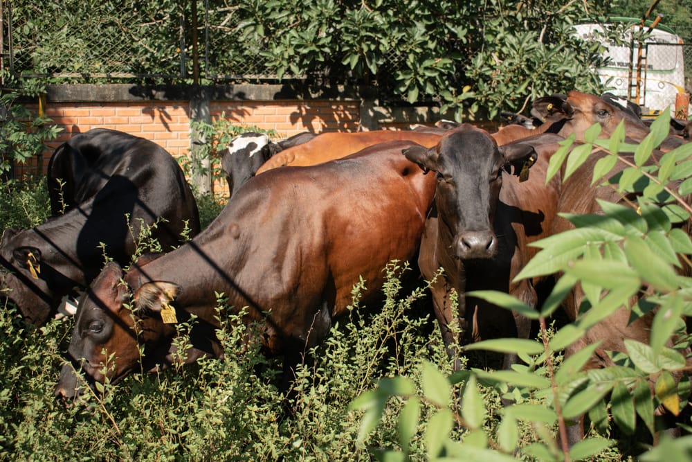 San Vicente de Chucurí recibe apoyo de $1.144 millones para fortalecer la ganadería imagen de la publicación