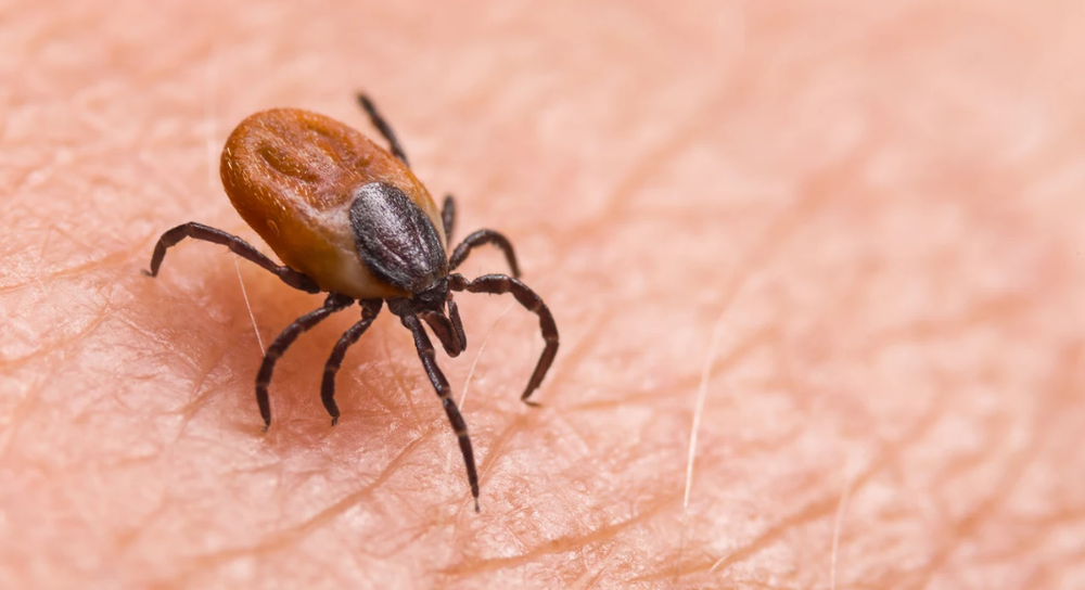 La amenaza silenciosa: Cómo las garrapatas afectan a humanos y animales imagen de la publicación