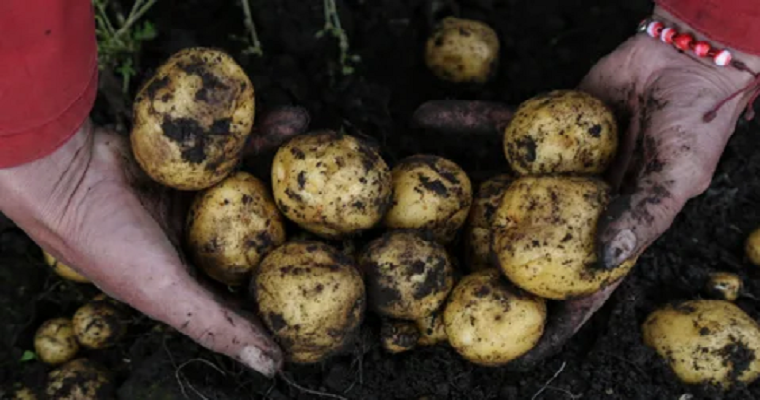 UIS impulsa la agricultura sustentable con taller de biodiversidad en agraz y papa imagen de la publicación