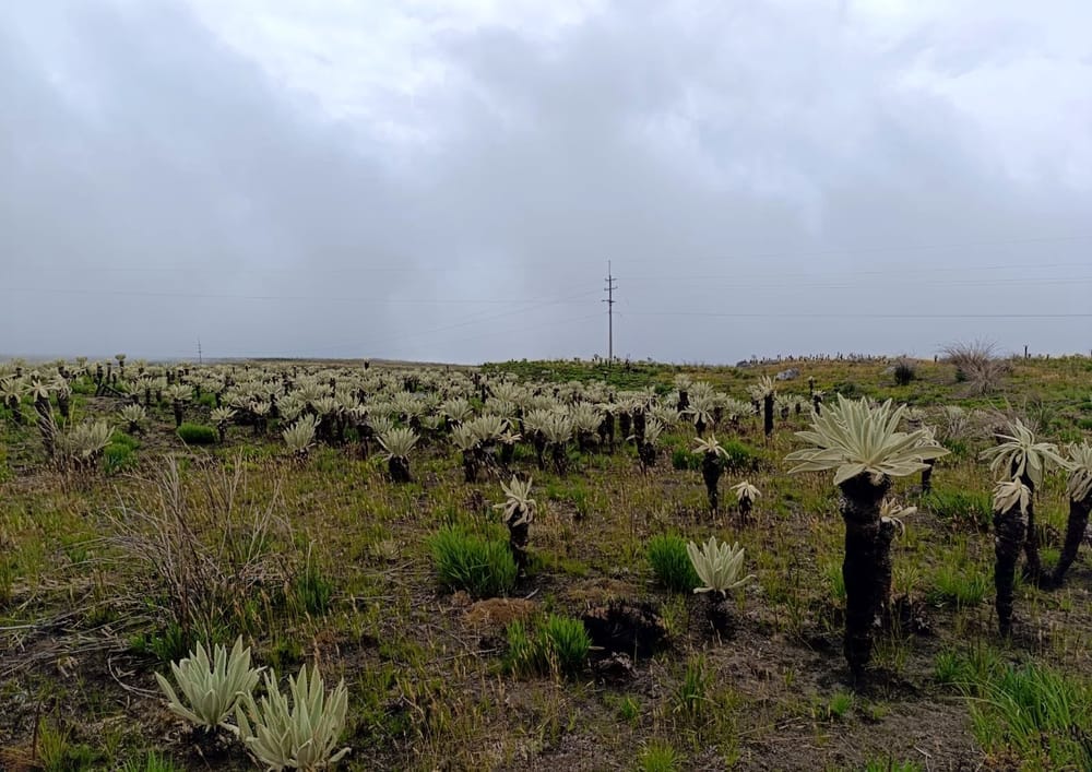 Avanza la recuperación de la flora en el páramo de Tona imagen de la publicación