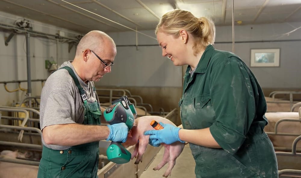 Prevención de las enfermedades porcinas imagen de la publicación