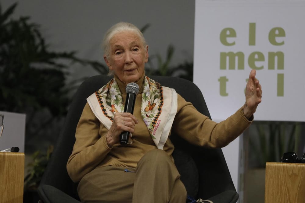 Jane Goodall, pionera en el estudio de chimpancés, visita Colombia imagen de la publicación