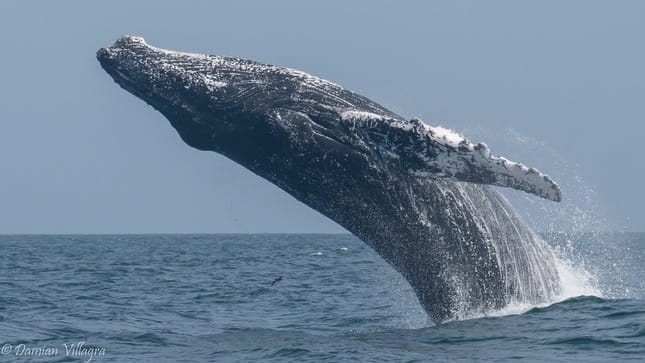 Pescadores solicitan ayuda urgente para rescatar a ballena atrapada en malla en el Pacífico Colombiano imagen de la publicación