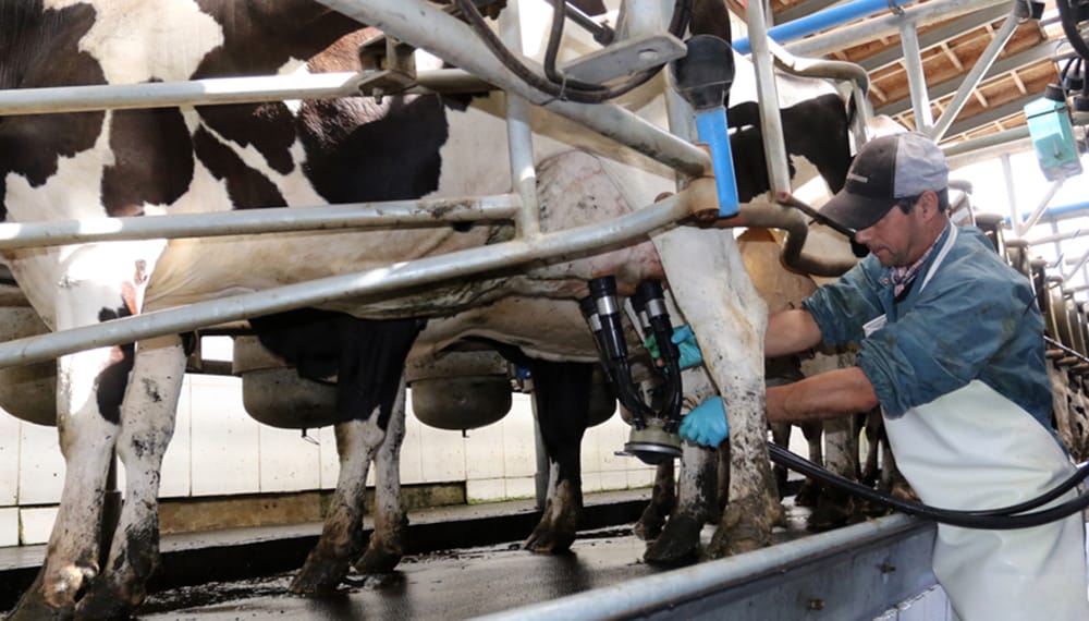 Gobierno inicia diálogos para revitalizar industrias láctea y arrocera imagen de la publicación