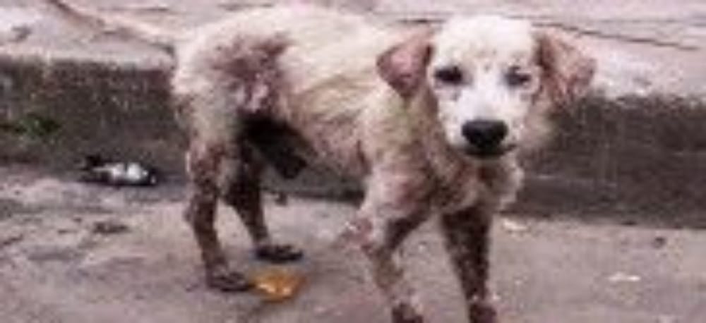 Judicializan mujer que habría lanzado a un perro desde el piso 12 de un edificio imagen de la publicación