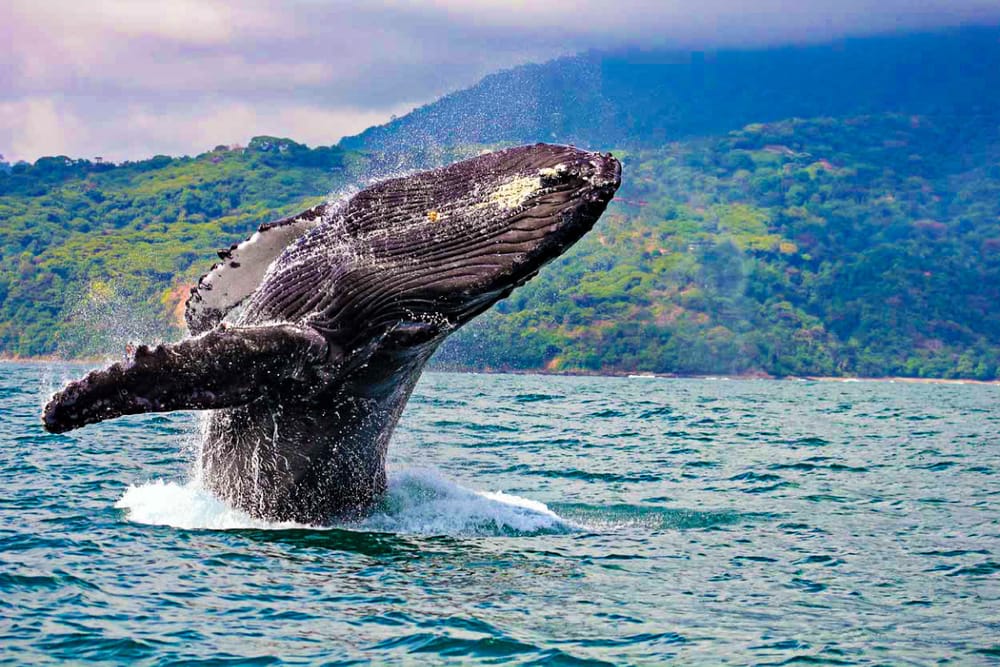 Colombia estrena manual de buenas prácticas para el avistamiento de ballenas imagen de la publicación