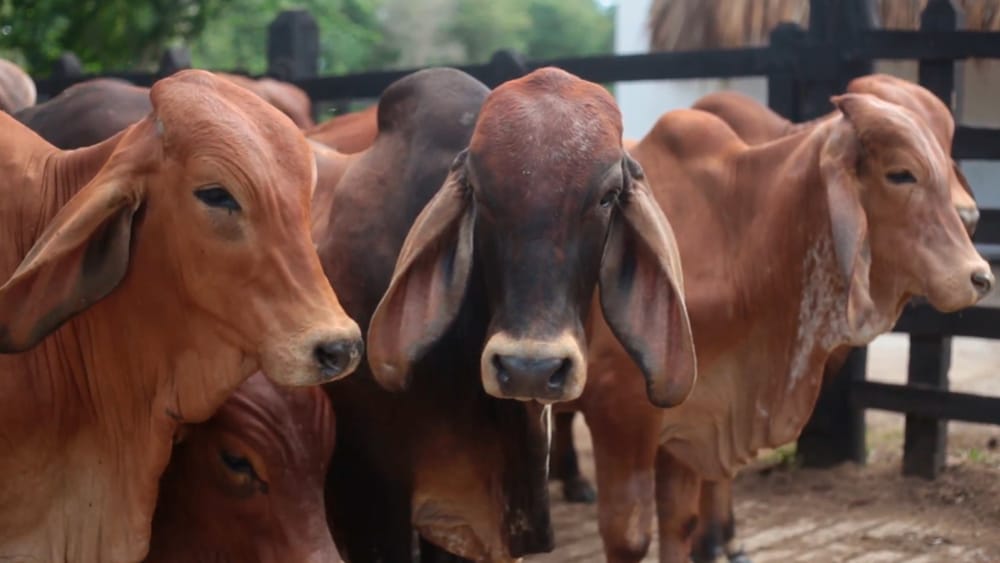 Colombia exporta carne bovina a 93 países incluyendo a Irán como nuevo destino imagen de la publicación