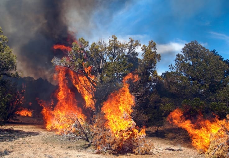 Hay 17 incendios forestales activos en el país… ¿y el presidente? Bien gracias imagen de la publicación