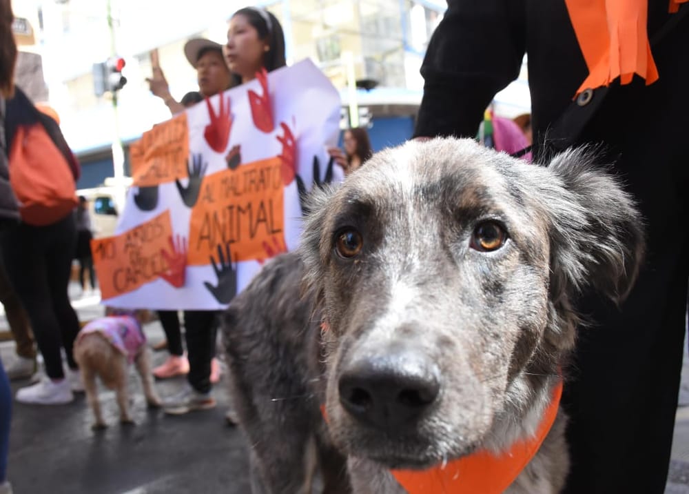 Proyecto de ley contra el maltrato animal pasó a plenaria del Senado imagen de la publicación