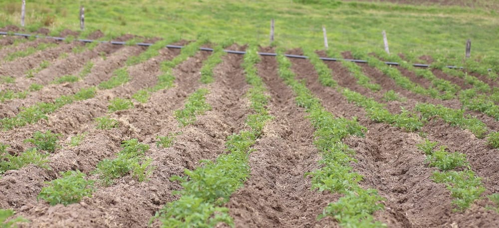 El agro se consolida como el segundo motor de la economía nacional, según un nuevo reporte del Índice de Seguimiento a la Economía imagen de la publicación