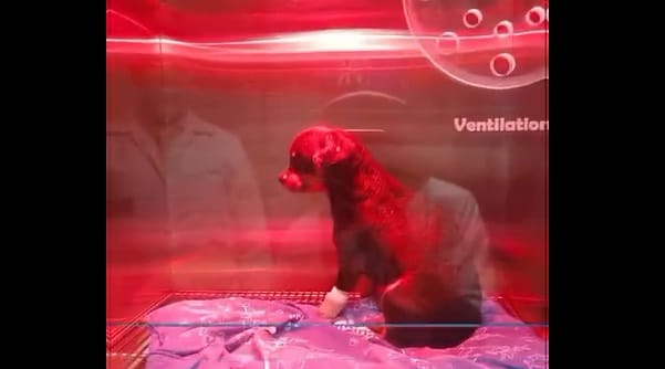 VIDEO: Piden a la policía judicializar a autor de aberrante ataque contra una mascota en Floridablanca imagen de la publicación