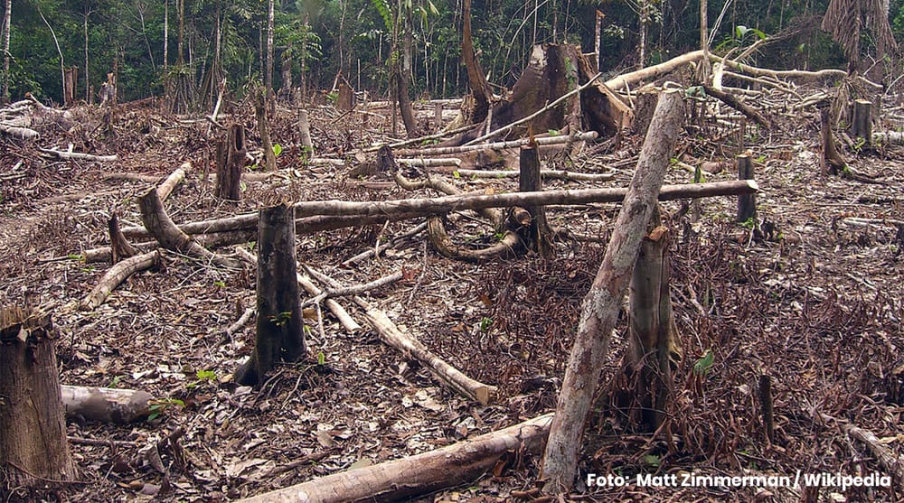 Aumento de la deforestación en Colombia va de la mano con las prácticas corruptas en la gestión ambiental imagen de la publicación