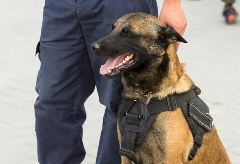 Empresas de vigilancia estarán obligadas a garantizar buen alimento y descanso a los perros de vigilancia imagen de la publicación