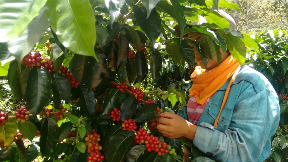 Aumenta la producción de café en Santander, pero la seguridad preocupa imagen de la publicación