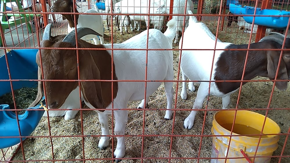 Feria Ganadera 2024 con festín ovinocaprino en Bucaramanga imagen de la publicación