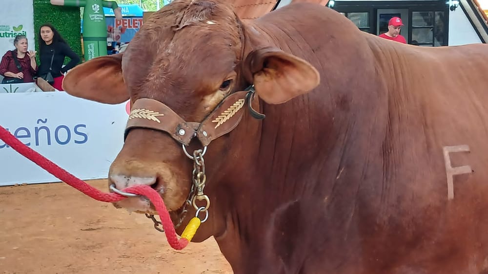 Más de 100 ejemplares Beefmaster brillarán en la pista de exhibición imagen de la publicación