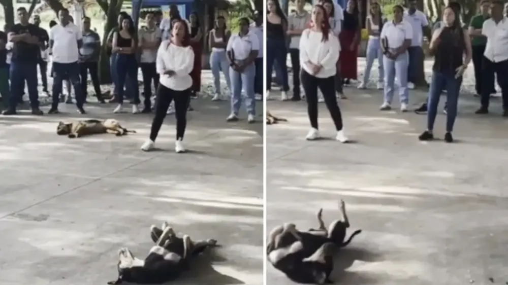 Procuraduría investiga al alcalde de La Pintada por presunto maltrato animal imagen de la publicación