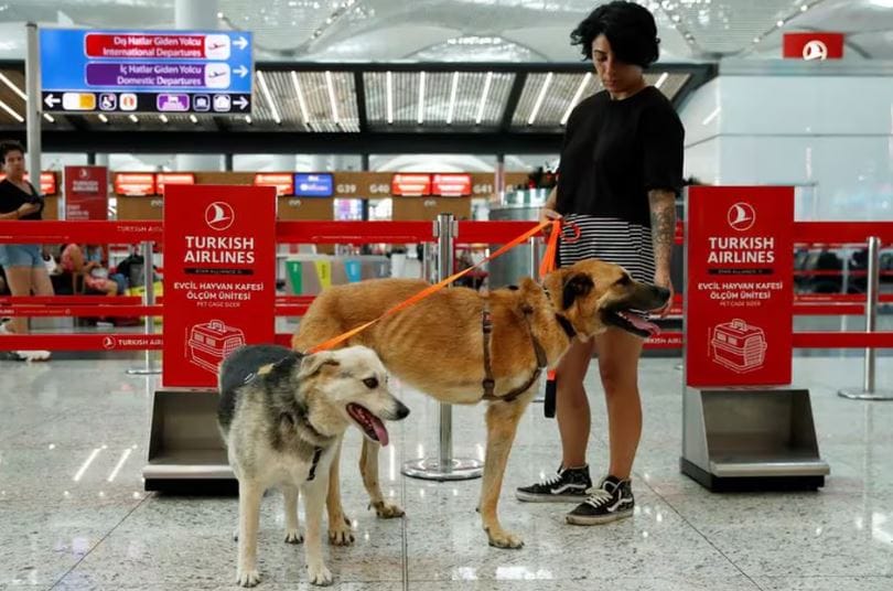 Animalistas buscan evitar 'masacre' de perros en Turquía imagen de la publicación