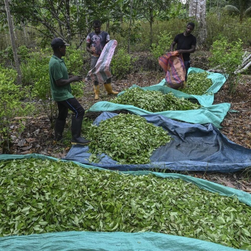 Estos son los departamentos colombianos que están inundados en coca imagen de la publicación