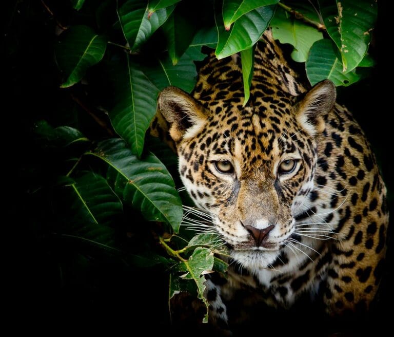 Conexión Jaguar, una iniciativa que destaca en la COP16 imagen de la publicación