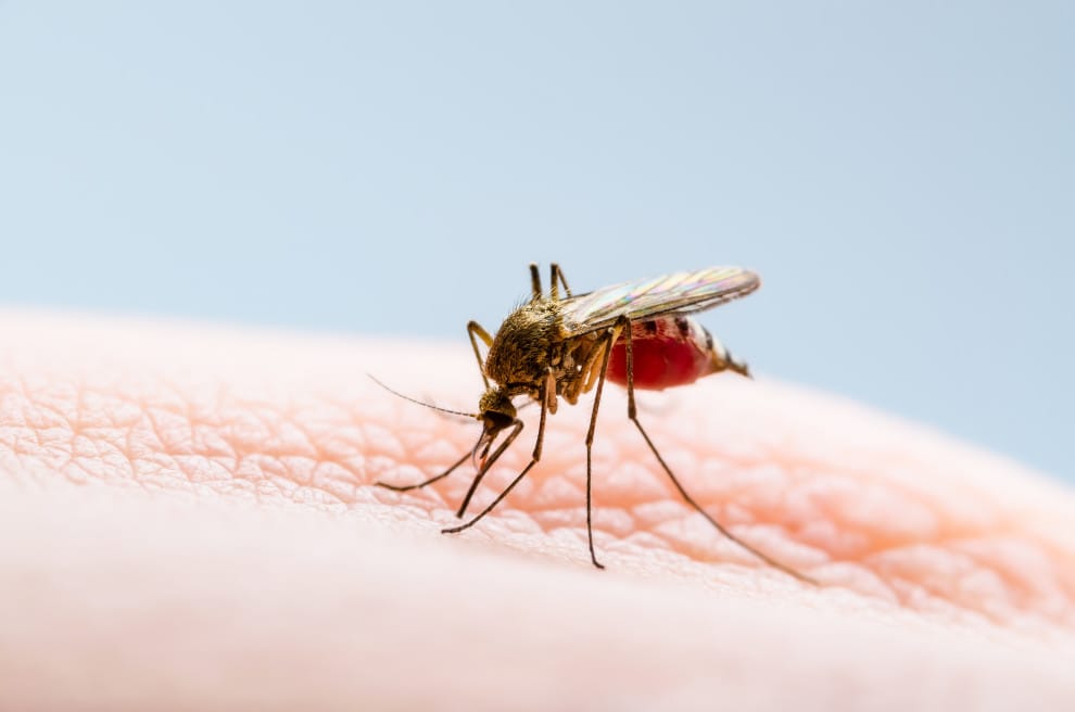 Investigadores de la UIS revelan los efectos del chikungunya en el cuerpo: Reumatismo crónico y fatiga imagen de la publicación