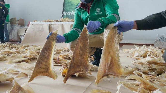 Hijo de Gilberto Rodríguez Orejuela acepta cargos por contrabando de aletas de tiburón imagen de la publicación