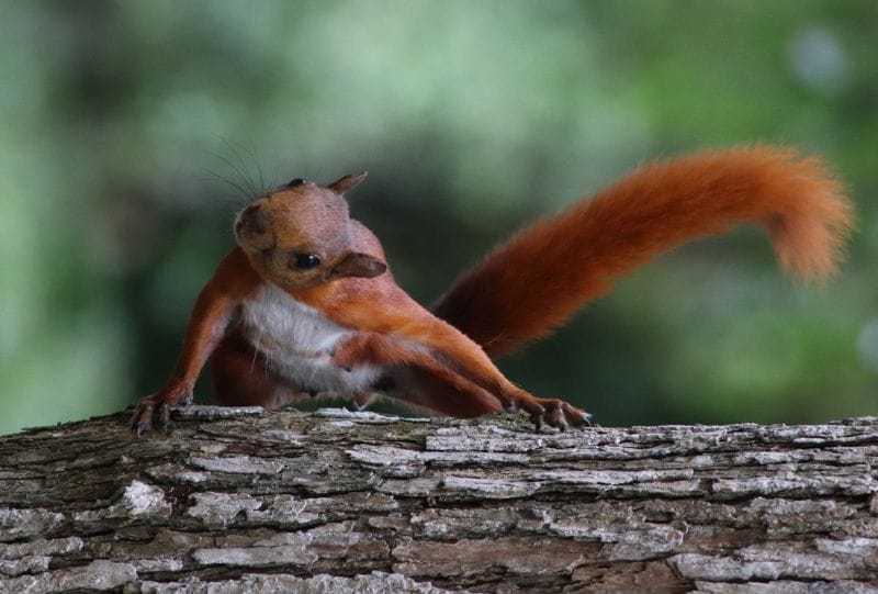 El Área tiene una de las universidades más biodiversas de Colombia, la UNAB imagen de la publicación