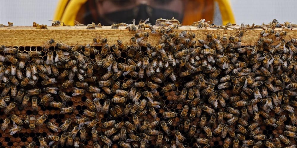 Científicos colombianos encuentran solución para proteger a las abejas de pesticidas imagen de la publicación