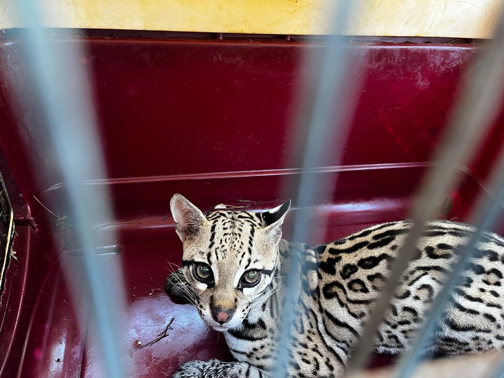 Liberan 97 especies de fauna silvestre previamente rescatadas por la CDMB imagen de la publicación