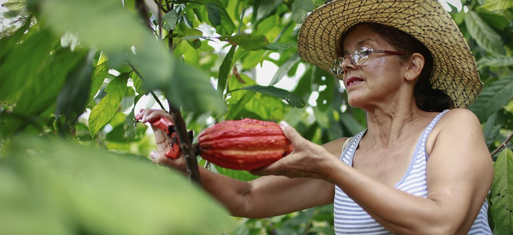 Con el cacao se construye paz en el sur de Bolívar imagen de la publicación