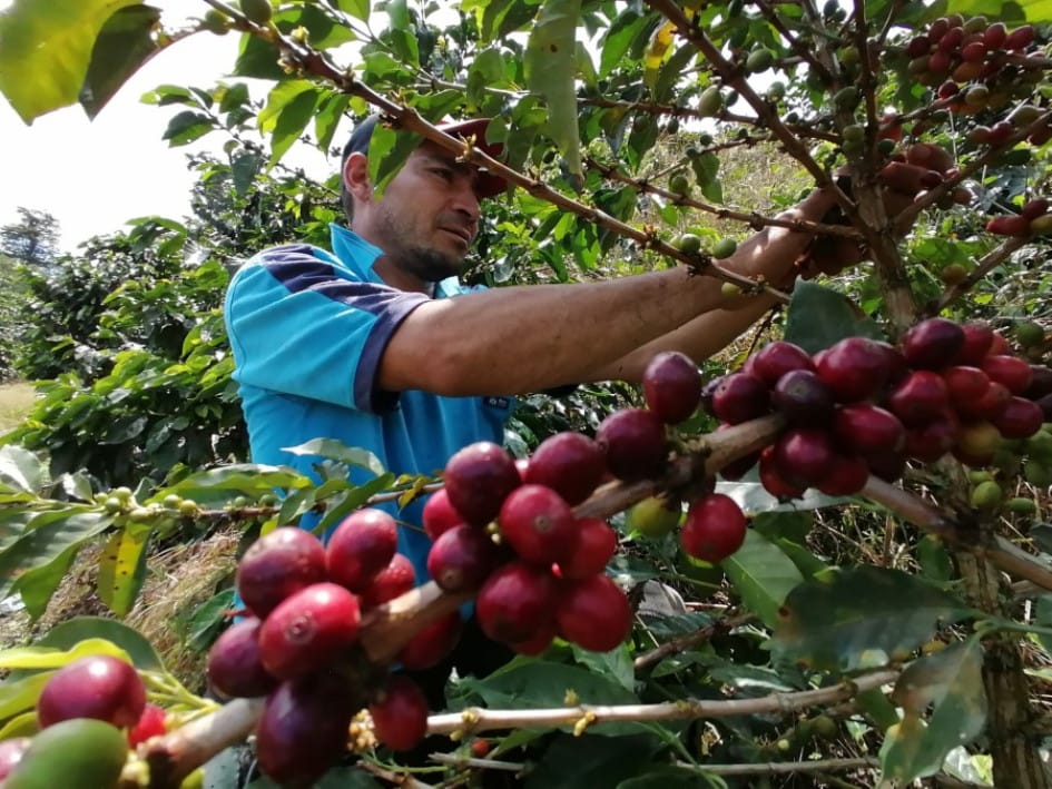 Valle del Cauca busca 19,000 recolectores de café imagen de la publicación