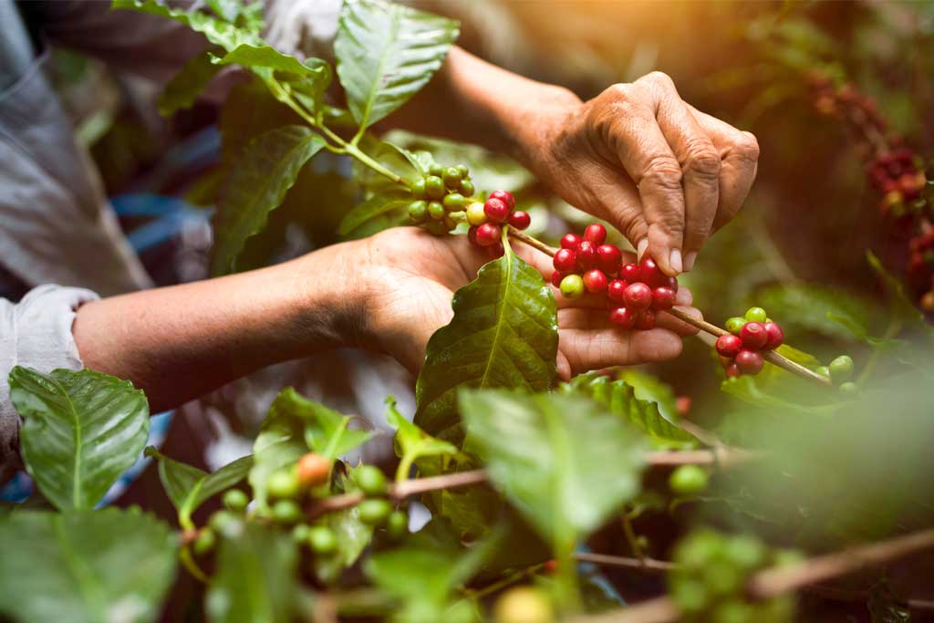 Continua el crecimiento de la producción cafetera en Colombia imagen de la publicación