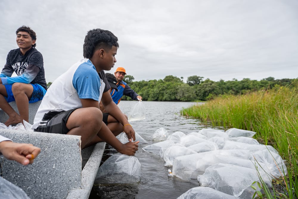 Alcaldía de Barrancabermeja siembra un millón 200 mil alevinos para revitalizar ecosistemas y fortalecer la pesca artesanal imagen de la publicación