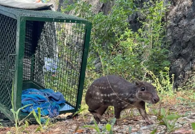 CDMB Libera 97 especies de fauna y refuerza compromiso con la conservación imagen de la publicación