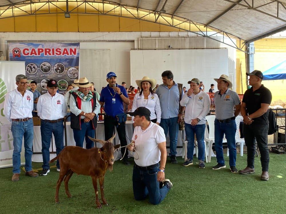 Donan cabras santandereanas para investigación en Agrosavia imagen de la publicación