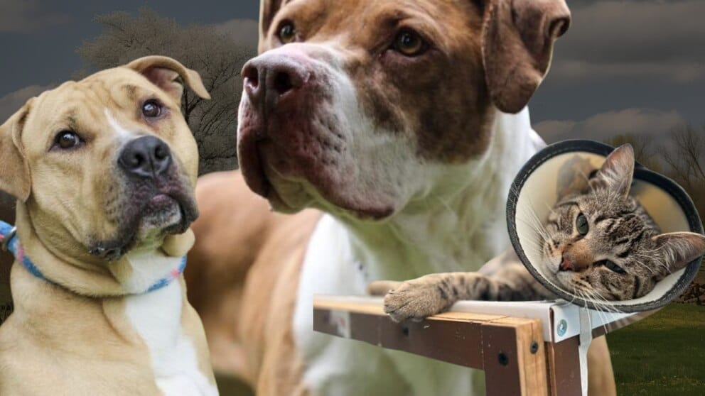 UDES hace felices a siete familias de Bucaramanga imagen de la publicación