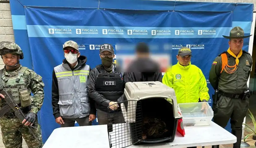 Joven de 18 años fue capturado con cinco boas constrictor y tortuga protegida imagen de la publicación