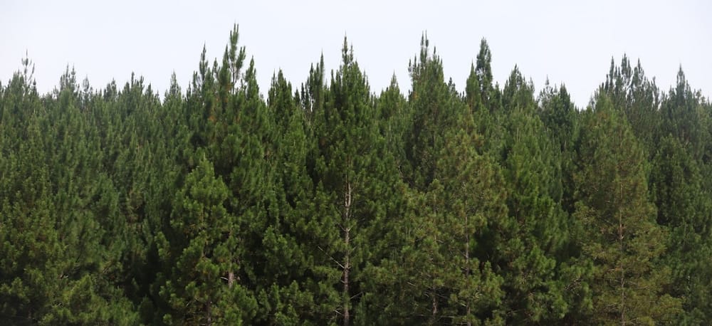 Inicia estrategia para cuantificar plantaciones de madera de uso comercial imagen de la publicación